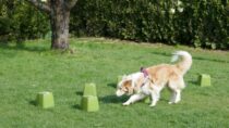 Nosework dla początkujących. Wykrywamy zapach.