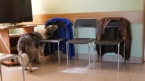 Nosework dla początkujących. Czas na pracę nosem.