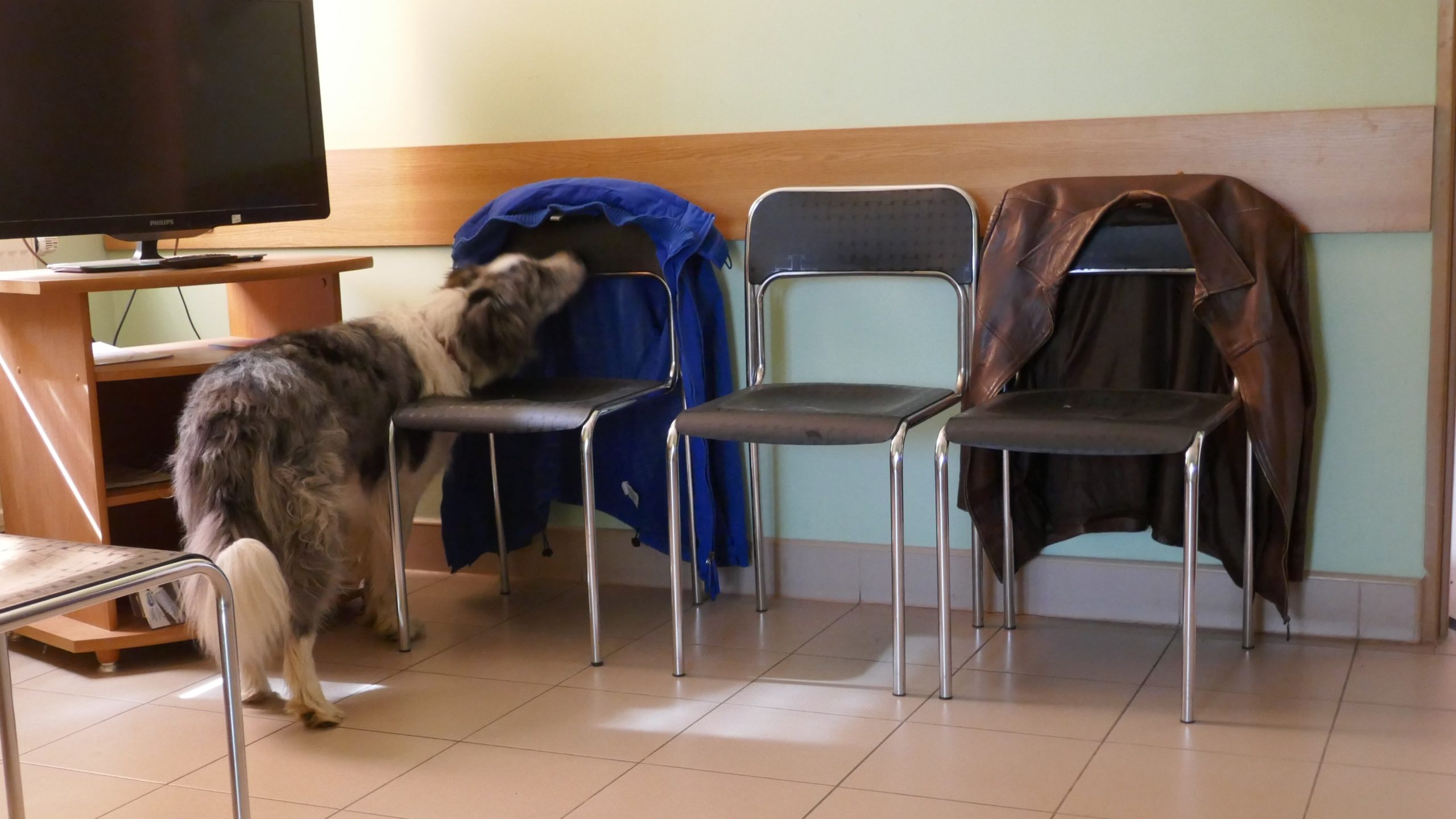 Nosework dla początkujących. Czas na pracę nosem.