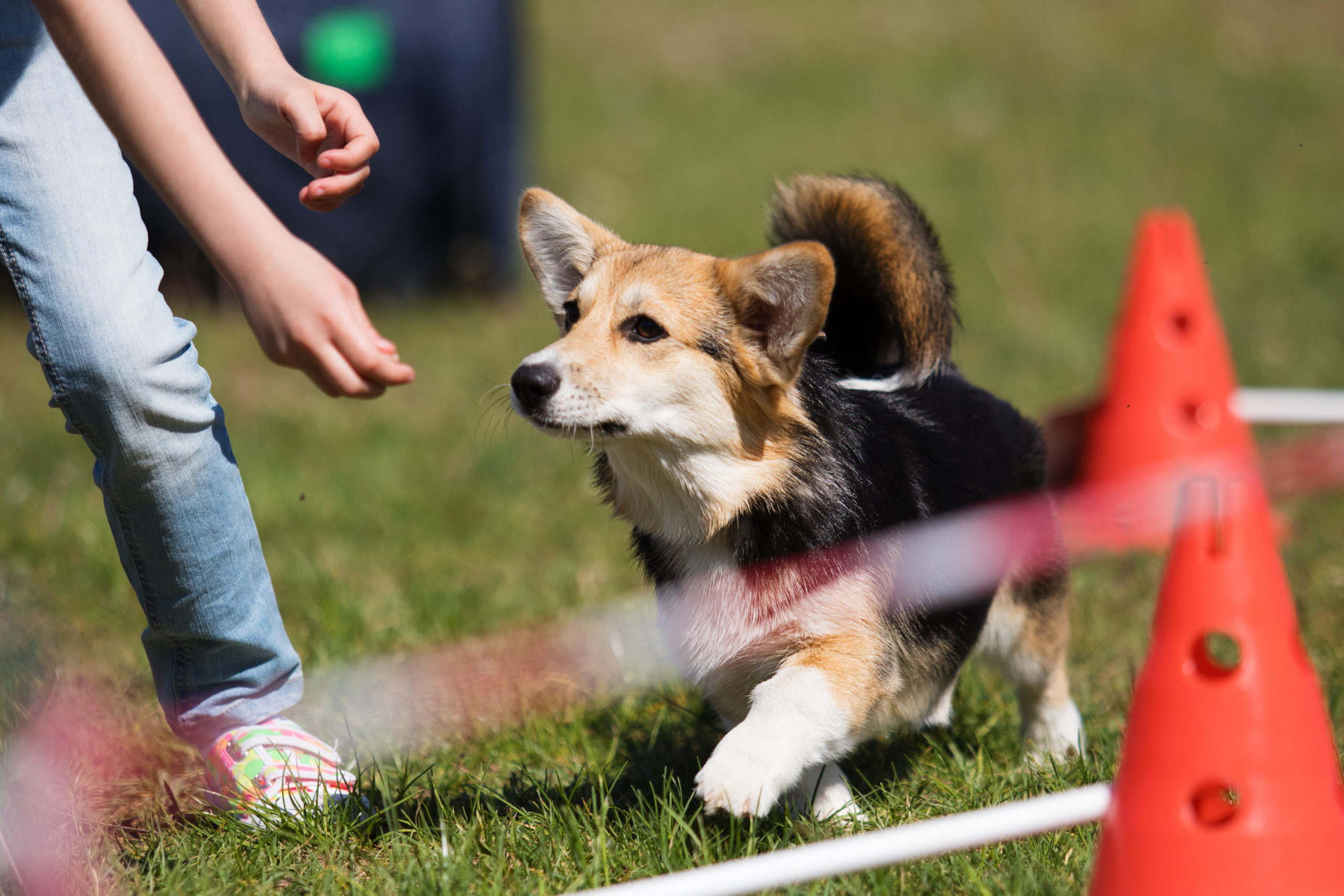 Rally-O – alternatywa dla Obedience