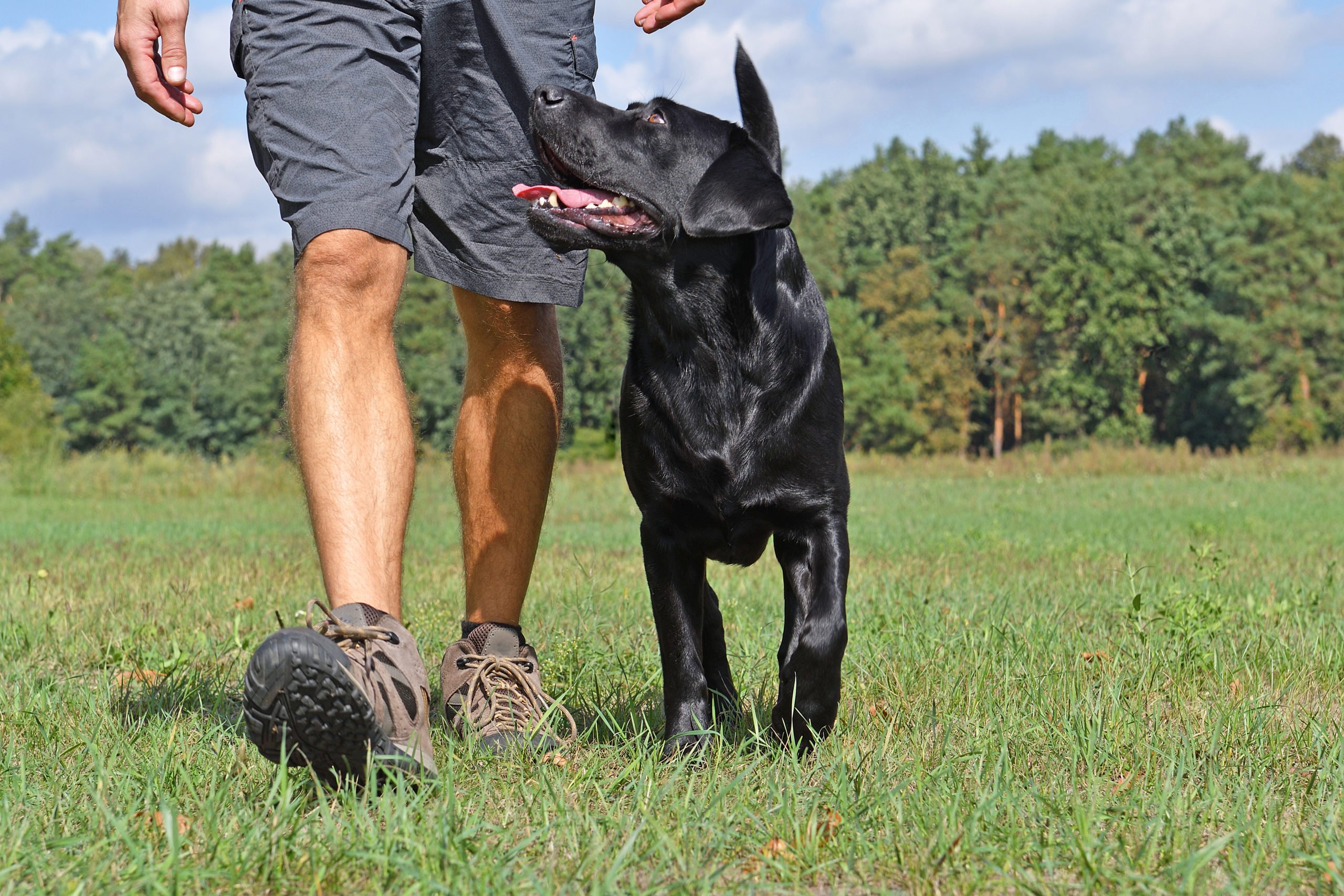 Obedience – więcej niż sport!