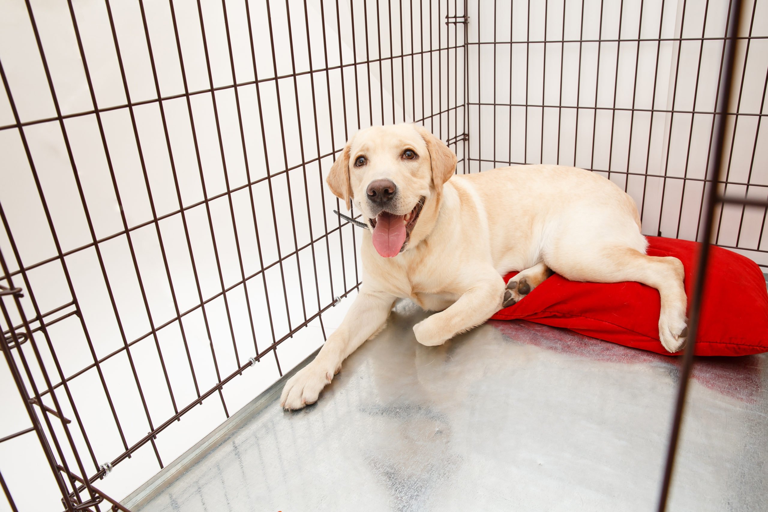 Jak wprowadzić klatkę kennel dla psa