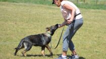 Chodzenia przy nodze – podążanie i utrzymywanie pozycji w ruchu