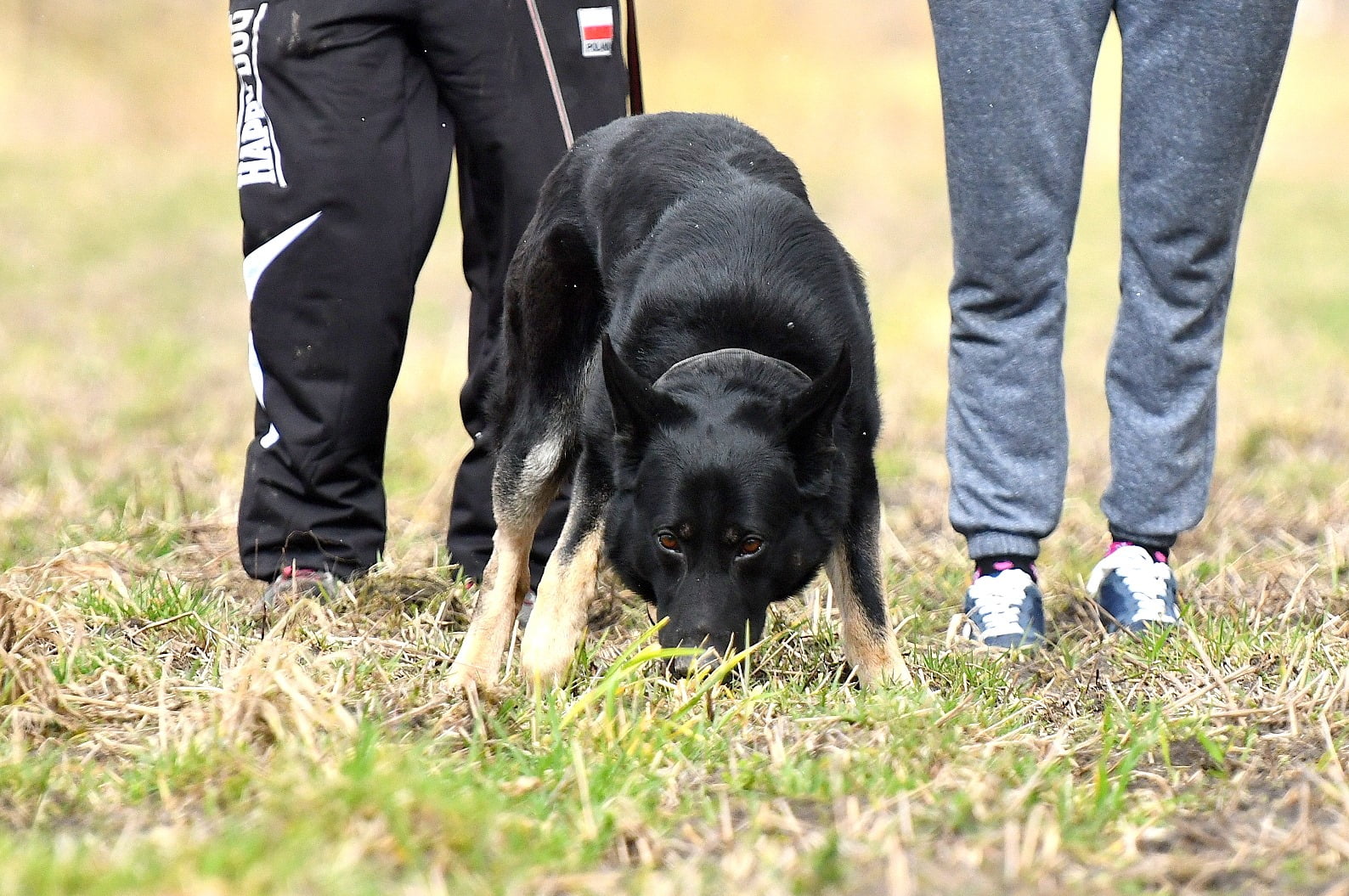 Tropienie sportowe – dalsza praca nad załamaniami oraz zmiany w deptaniu