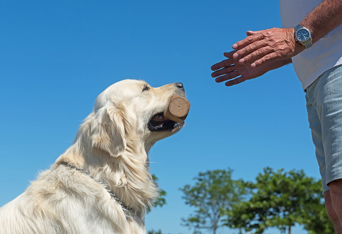 Obedience – sportowe posłuszeństwo