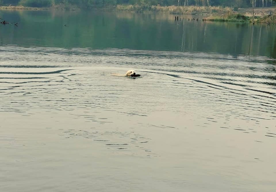 Międzynarodowy Dzień Golden Retrievera!