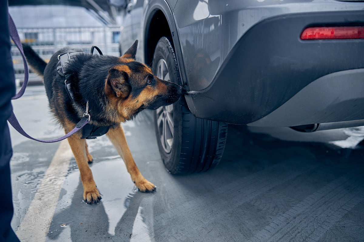 Czy nosework sprawdzi się jako element terapii behawioralnej?