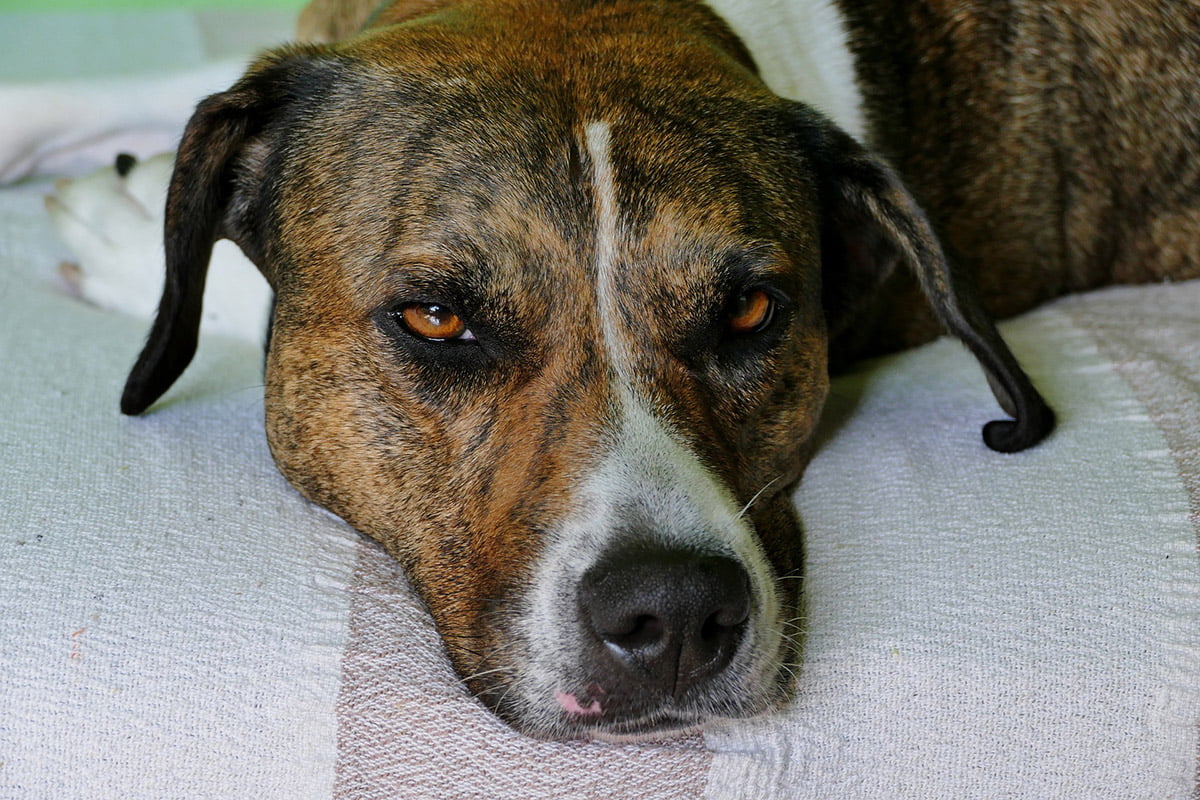Pies adoptowany – goście, miska i wyciągnięte ręce