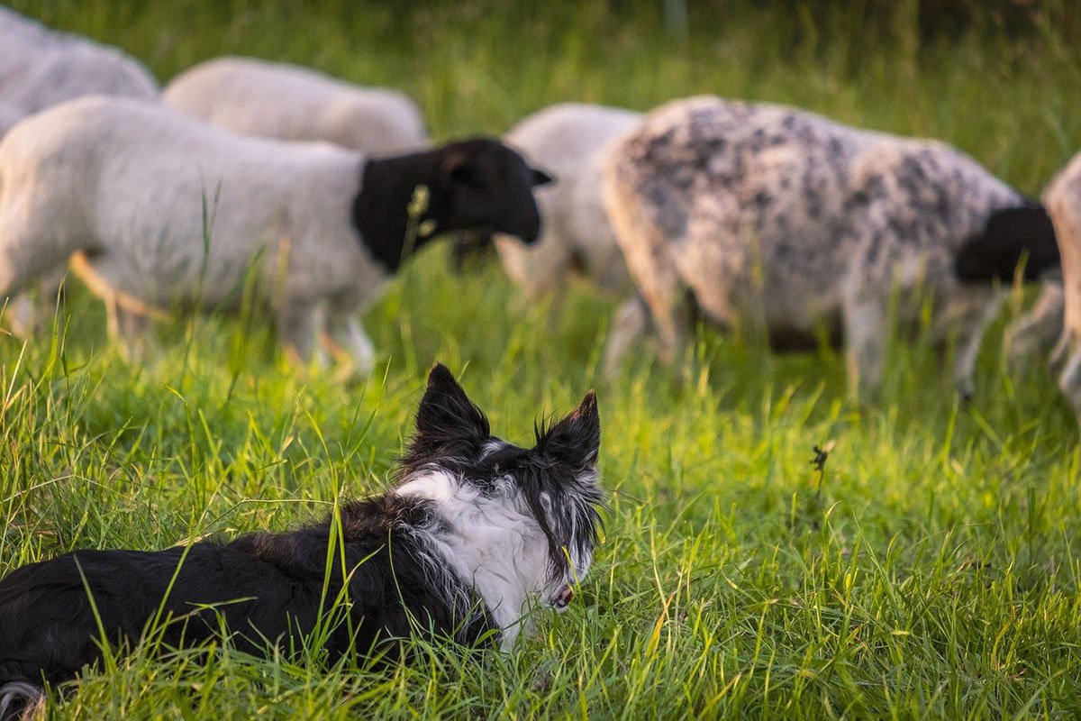 Border Collie