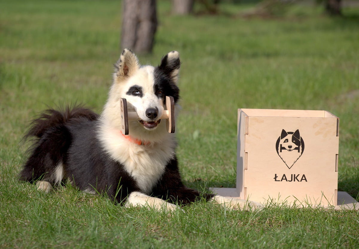Łajka jakucka