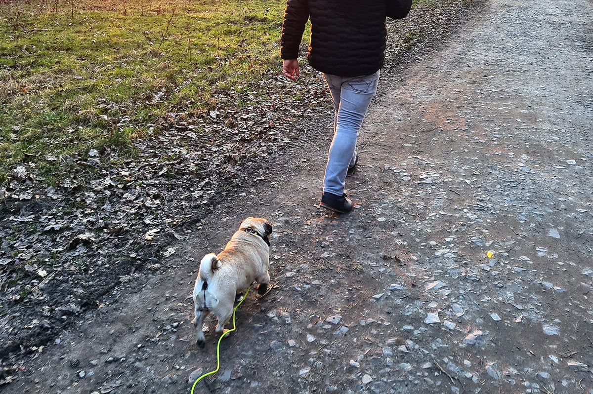 Mops Joanna Świniarska