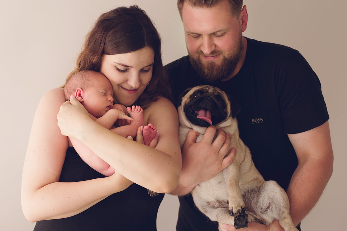 Mops – kompan idealny? O uroczych, małych łasuchach