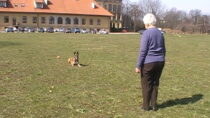 Praca przy odwracaniu uwagi. Zaczynamy od waruj.