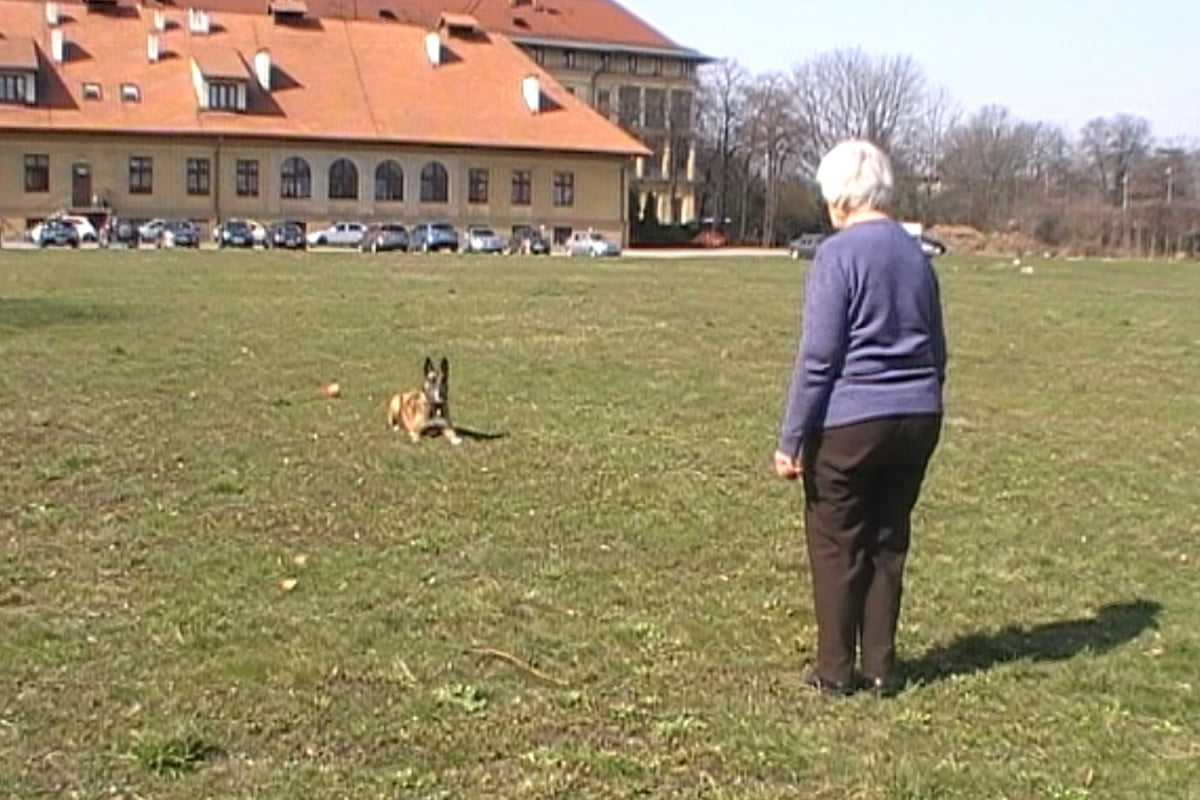Praca przy odwracaniu uwagi. Zaczynamy od waruj.