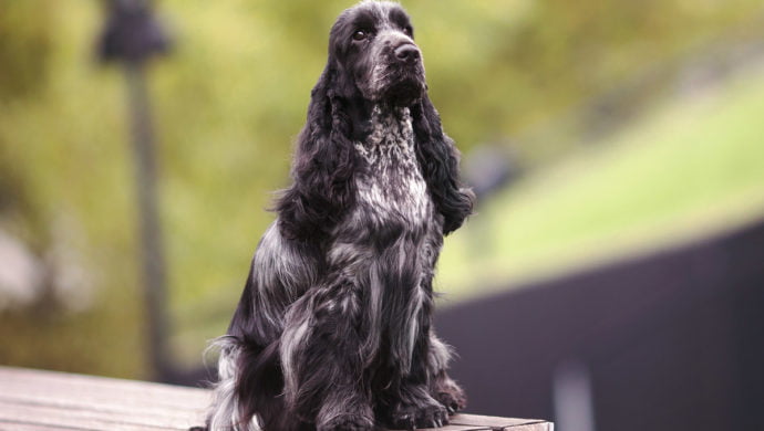 Cocker spaniel angielski