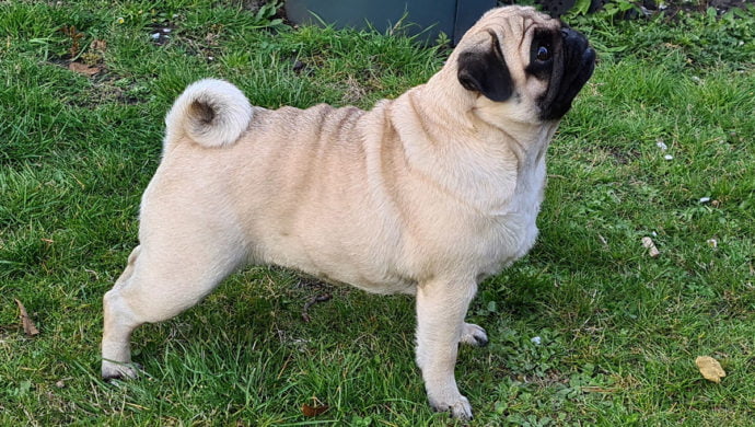 Mops