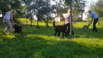 Samodzielna praca w małej grupie – szkolenie grupowe psów