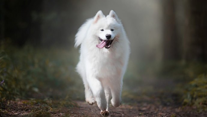 Samoyed
