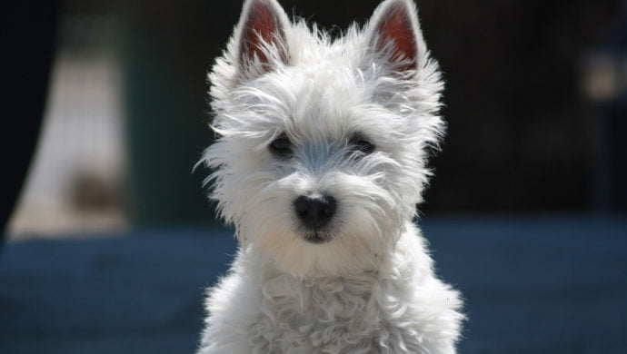 West Highland White Terrier