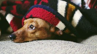 Rozdzieliła ich pandemia. Jamnik wrócił do domu pokonując 17 tys. km!