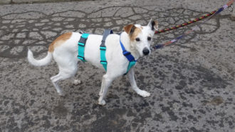 Dog Alert – na pomoc zaginionym psom