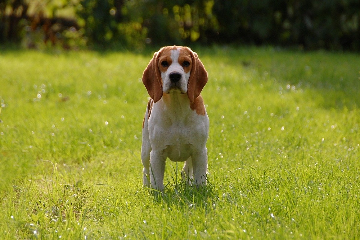 Psy rasy beagle uratowane z laboratoriów