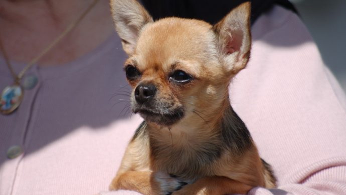 Chihuahua
