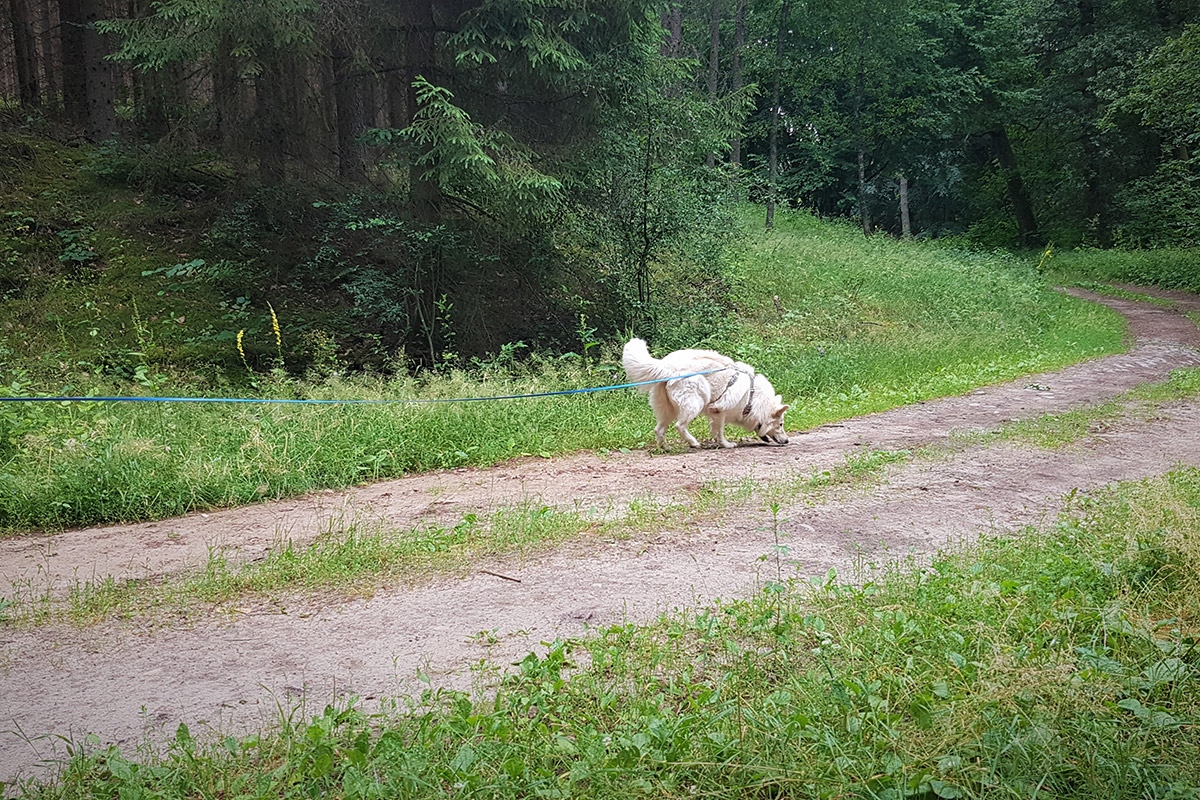 Co to jest mantrailing