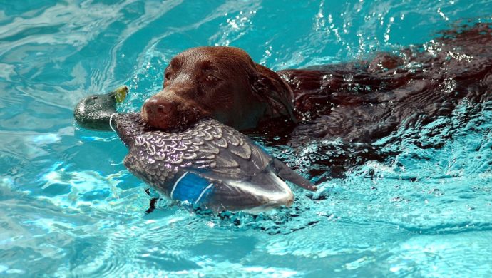 Labrador Retriever