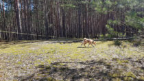 Mantrailing – co to jest – wielka przygoda człowieka z psem