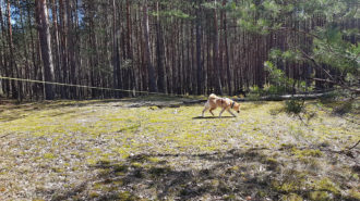 Mantrailing – co to jest – wielka przygoda człowieka z psem