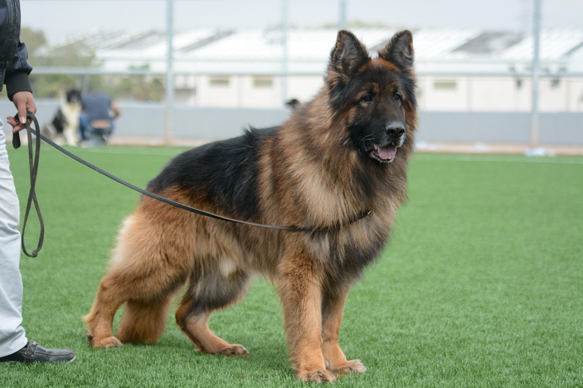 classic-blue