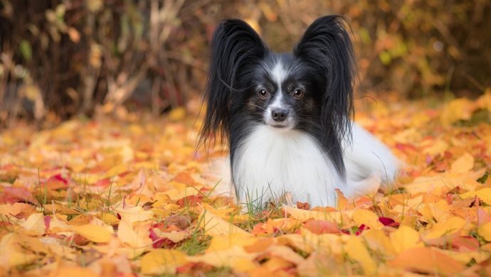 Spaniel kontynentalny miniaturowy - Papillon, Phalene