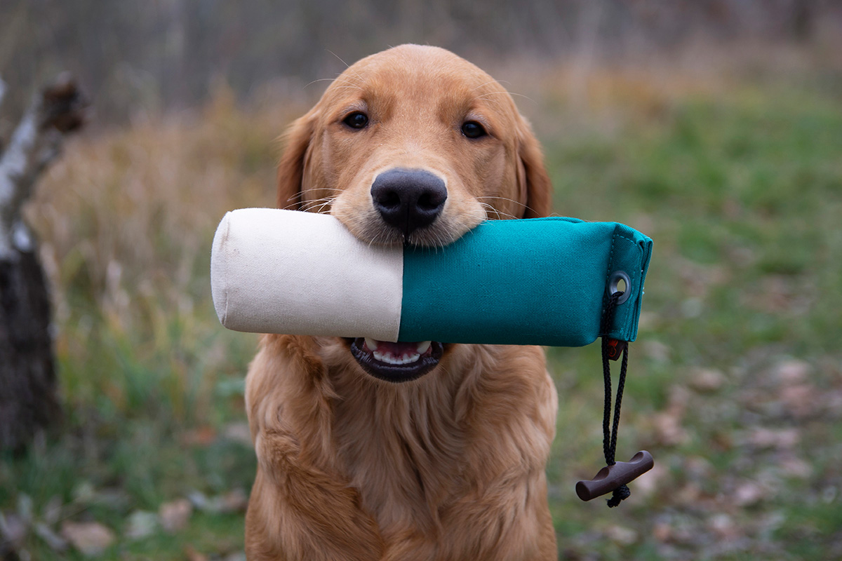 Aport dummy retriver