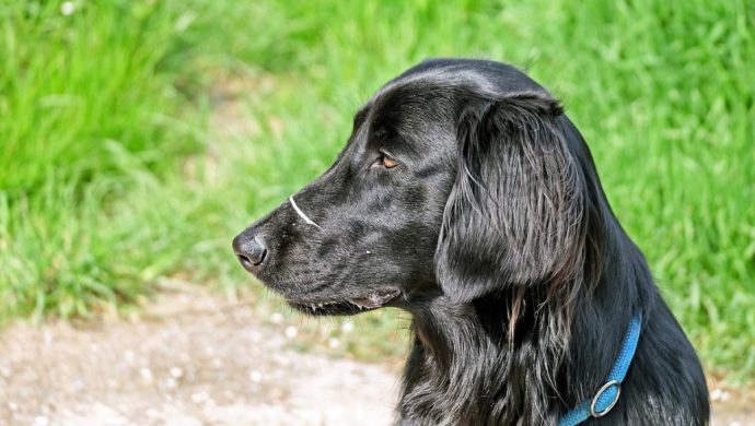 Flat Coated Retriever