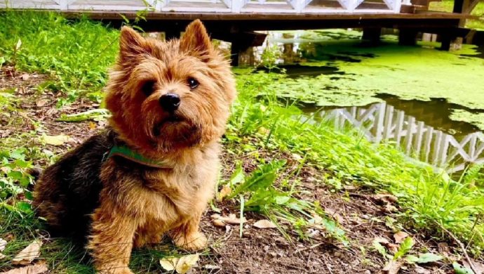 Norwich Terrier