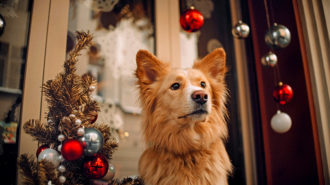Pies to nie prezent świąteczny! Coraz więcej schronisk wstrzymuje adopcje przed świętami