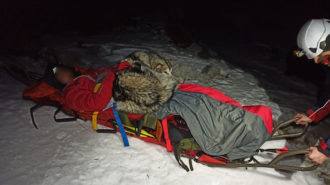 Alaskan Malamute uratował alpinistę!