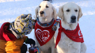 Psy rasy golden retriever po raz kolejny zagrają z WOŚP!