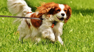 Zakaz hodowli cavalier king charles spanieli i buldogów angielskich w Norwegii