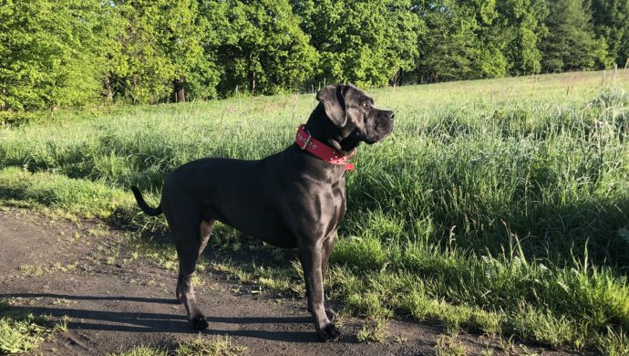Cane Corso Italiano
