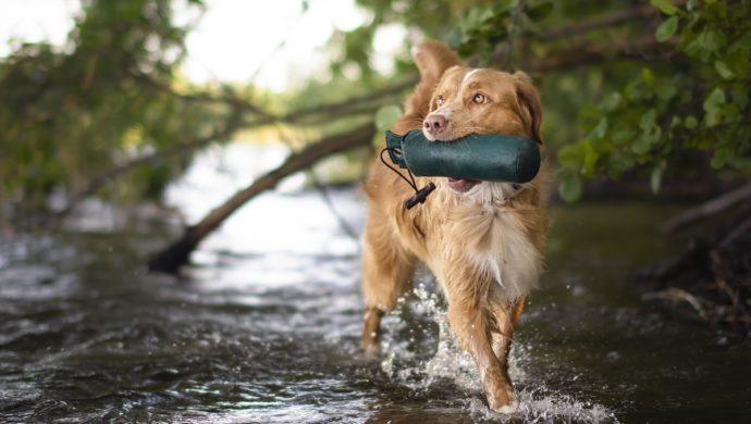 Nova Scotia Duck Tolling Retriever