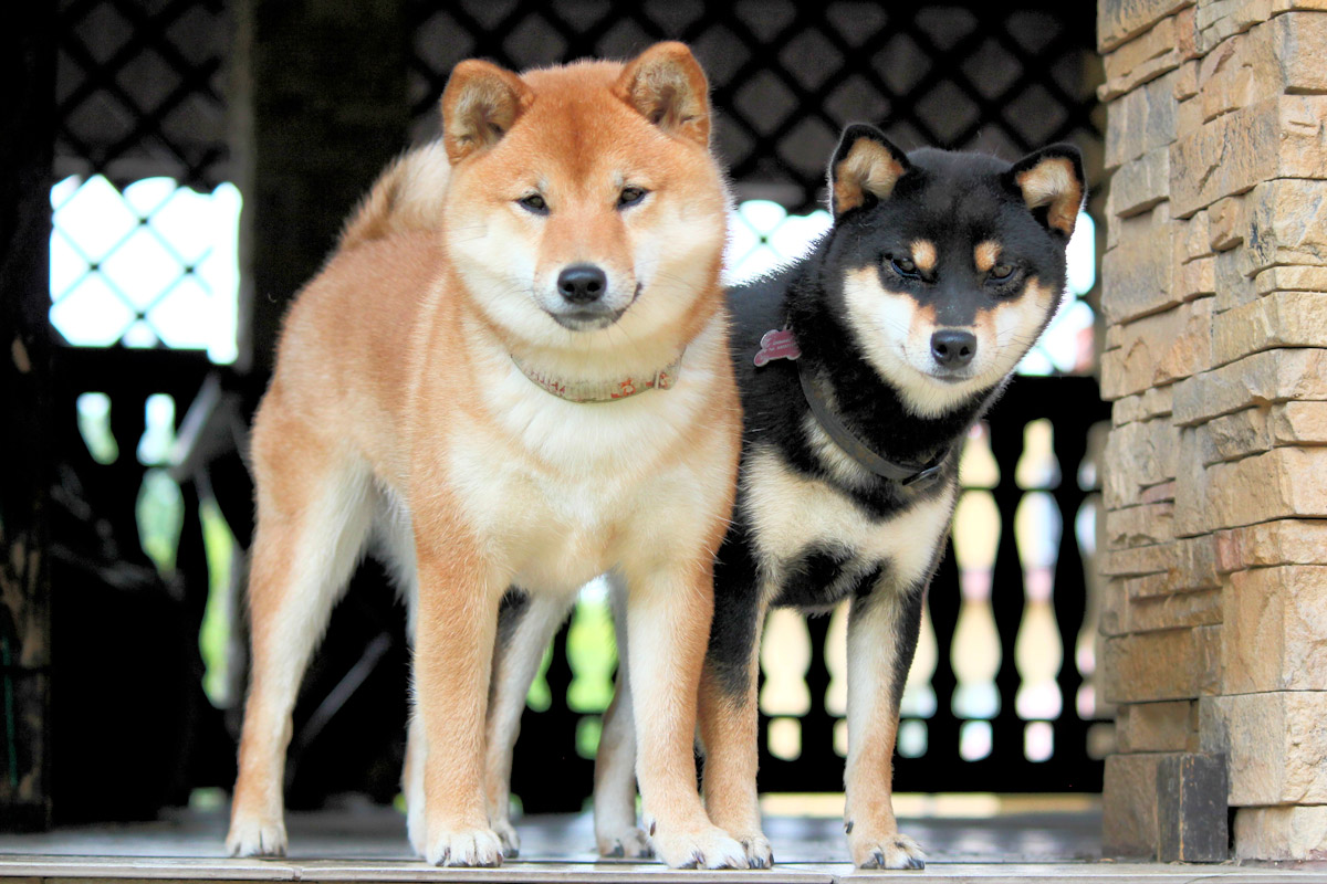 Pies rasy Shiba