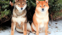 Shiba to nie tylko piesek z memów, ale rasa pierwotna