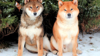 Shiba to nie tylko piesek z memów, ale rasa pierwotna