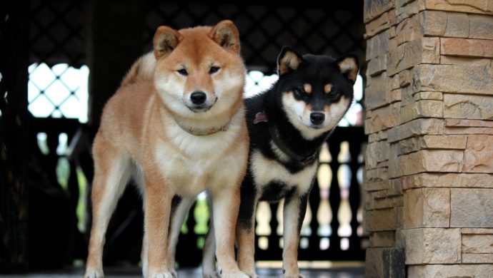 Shiba