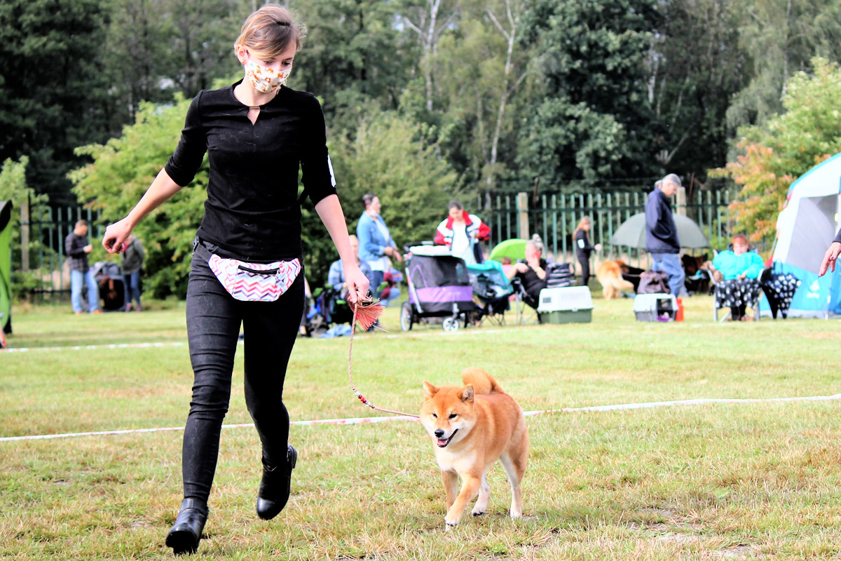 Shiba Sylwia Kołodziej