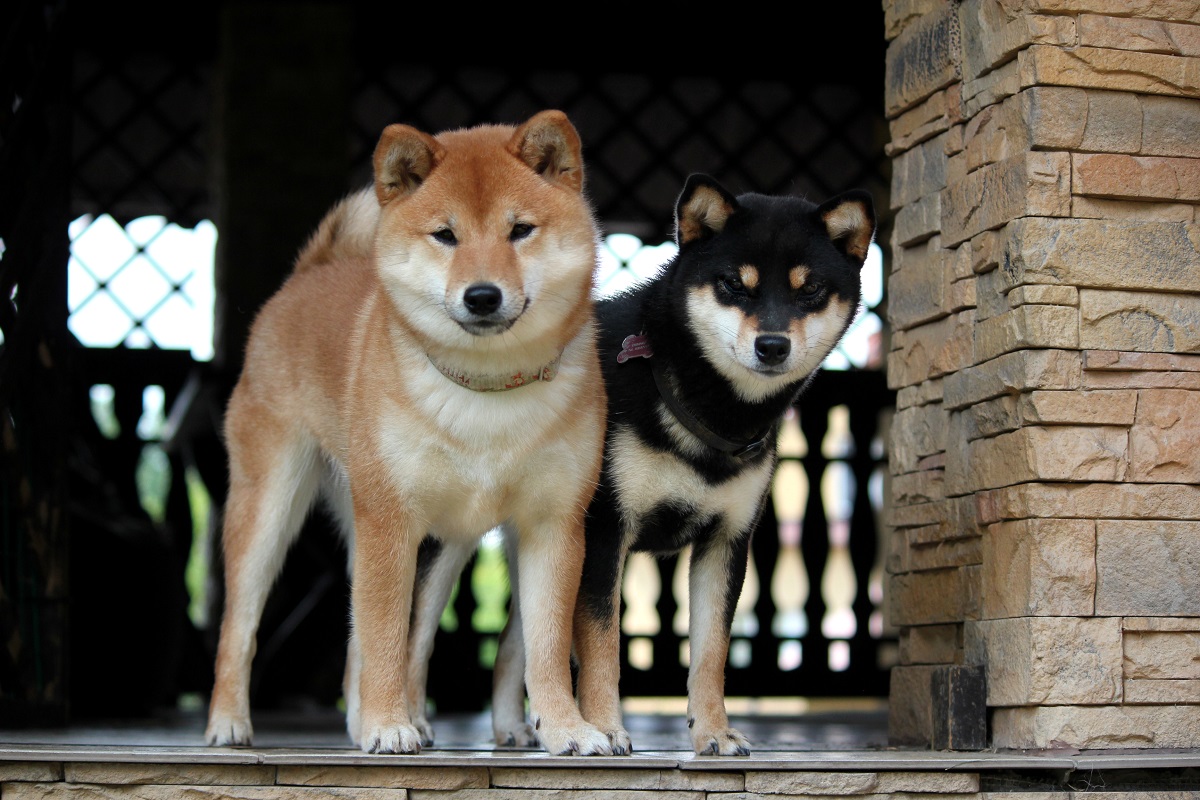 Shiba to nie tylko piesek z memów, ale rasa pierwotna