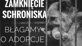 Hej, Człowieku, pokaż serce zwierzętom ze schroniska!