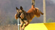 Aport sportowy